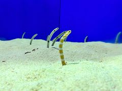-上海海洋水族馆