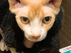 -猫色咖啡·猫咖
