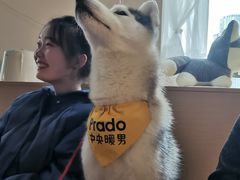 -Husky Go! 哈士奇体验馆·宠物咖啡厅狗咖