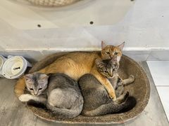 -楼上猫咖(罗湖店)