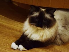 -滚猫咖啡·猫咖·猫友好撸猫(未来城店)
