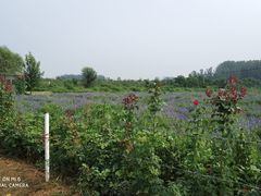 -北京东方普罗旺斯薰衣草庄园