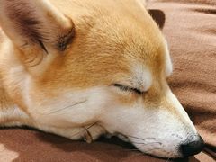 -柴务处·柴犬主题狗咖