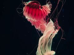 -西安曲江海洋极地公园