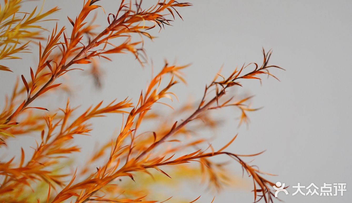 秋意浓｜30元一把的千层金，入手不亏的绿植