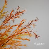 秋意浓｜30元一把的千层金，入手不亏的绿植