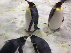 -大连圣亚海洋世界