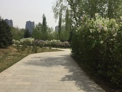 -群力丁香公园