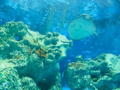 -芜湖新华联大白鲸海洋公园