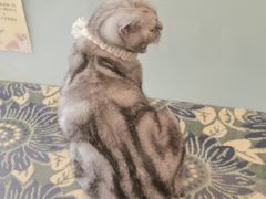 -平行世界·猫咖(首经贸店)