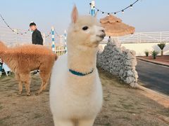 -Blue Concept Cafe&Farm·關於藍
