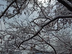 -高尔山公园