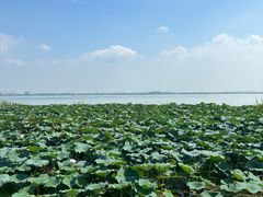-七的湖·晚芳亭·阳澄湖农家菜·大闸蟹(莲花岛店)