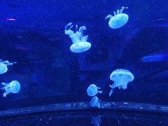 -芜湖新华联大白鲸海洋公园