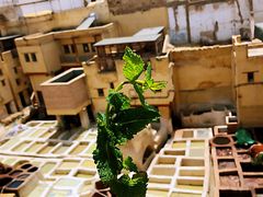 -穆莱拉赫制革厂