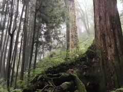 -阿里山神木遗迹
