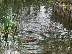 -海淀公园