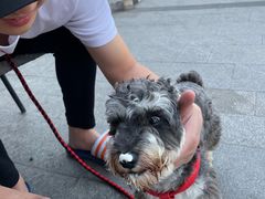 -伟伟宠物医院·CT影像中心·瑞派犬猫综合性门诊(汉口总院)