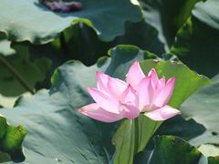 -艾溪湖湿地公园