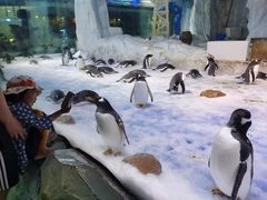 -芜湖新华联大白鲸海洋公园