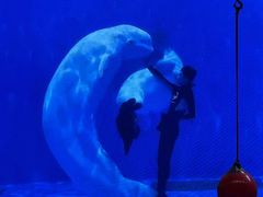 -石家庄极地海洋世界