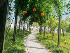 -上海长兴岛郊野公园