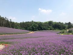 -大塘金香草谷