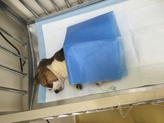 -芭比堂动物医院·犬猫全科·异宠专科(雁塔分院)