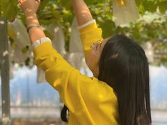 -海堤葡萄园中小学生研学基地