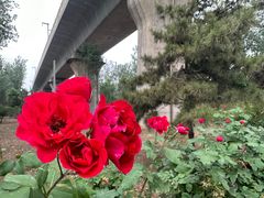 -老君堂公园
