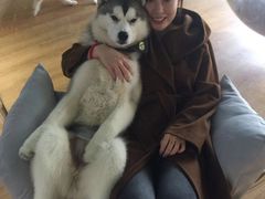 -Husky Go! 哈士奇体验馆·宠物咖啡厅狗咖