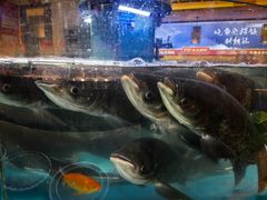 -魏铭鱼头捞饭(晋阳路店)