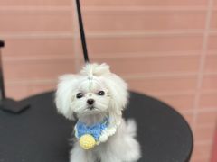 -FAELING PETS美天灵宠物(合生汇店)