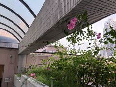 -香港大学