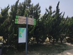 -日照海滨国家森林公园