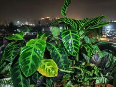 -龙大花卉苗木市场