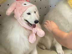 -毛绒耶耶撸宠馆·猫咖·狗咖·荷兰猪咖