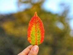 -楠溪江石桅岩