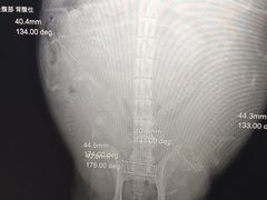 -美联众合宠物医院·爱萌分院·内外科·猫科中心
