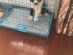 -翊宠yipet猫狗购宠庄园犬舍•猫舍