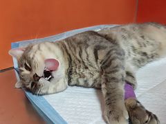 -瑞派福兴宠物医院犬猫全科·骨科·中西医结合(河东店)