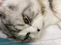 -安安宠医·安宠宠物医院