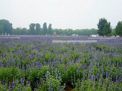 -北京东方普罗旺斯薰衣草庄园