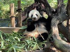 -广州长隆野生动物世界