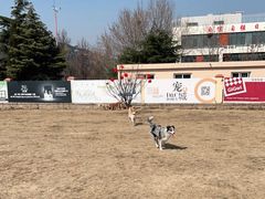 -趣玩宠物乐园寄养训犬训狗游泳池