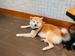 -BOCATA 西班牙餐厅(三里屯店)