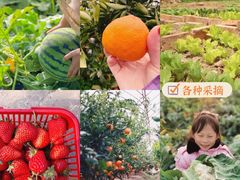 -前小桔亲子创意农场·草莓采摘·露营烧烤
