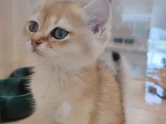 -飞行喵MR PILOT|猫舍·猫咖(静安大融城店)
