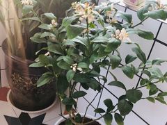 -秦美花卉(天朗·莱茵小城2期店)