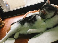 -李小姐の猫咖啡馆(五角场店)